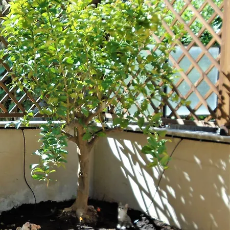 La Tana Di Sofia Vendégház Róma