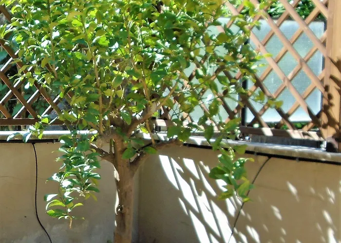 La Tana Di Sofia Affittacamere Roma