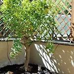 La Tana Di Sofia 招待所 罗马